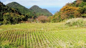 【豊田市で農地転用】許可と届出の違いは?農地法の基礎から手続きの流れまで徹底解説